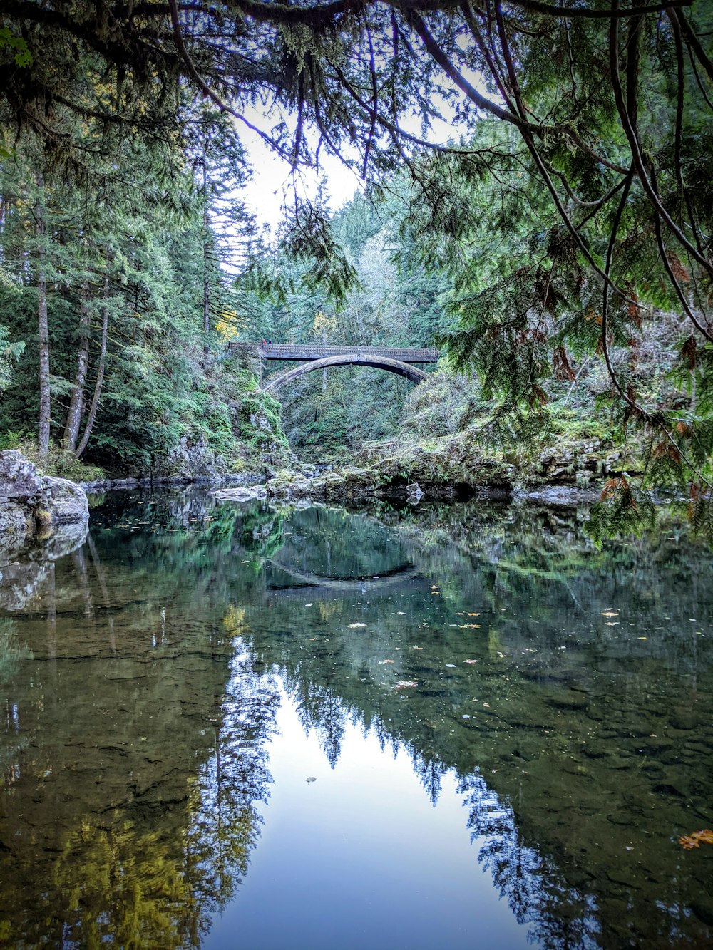 Árboles verdes junto al río durante el día