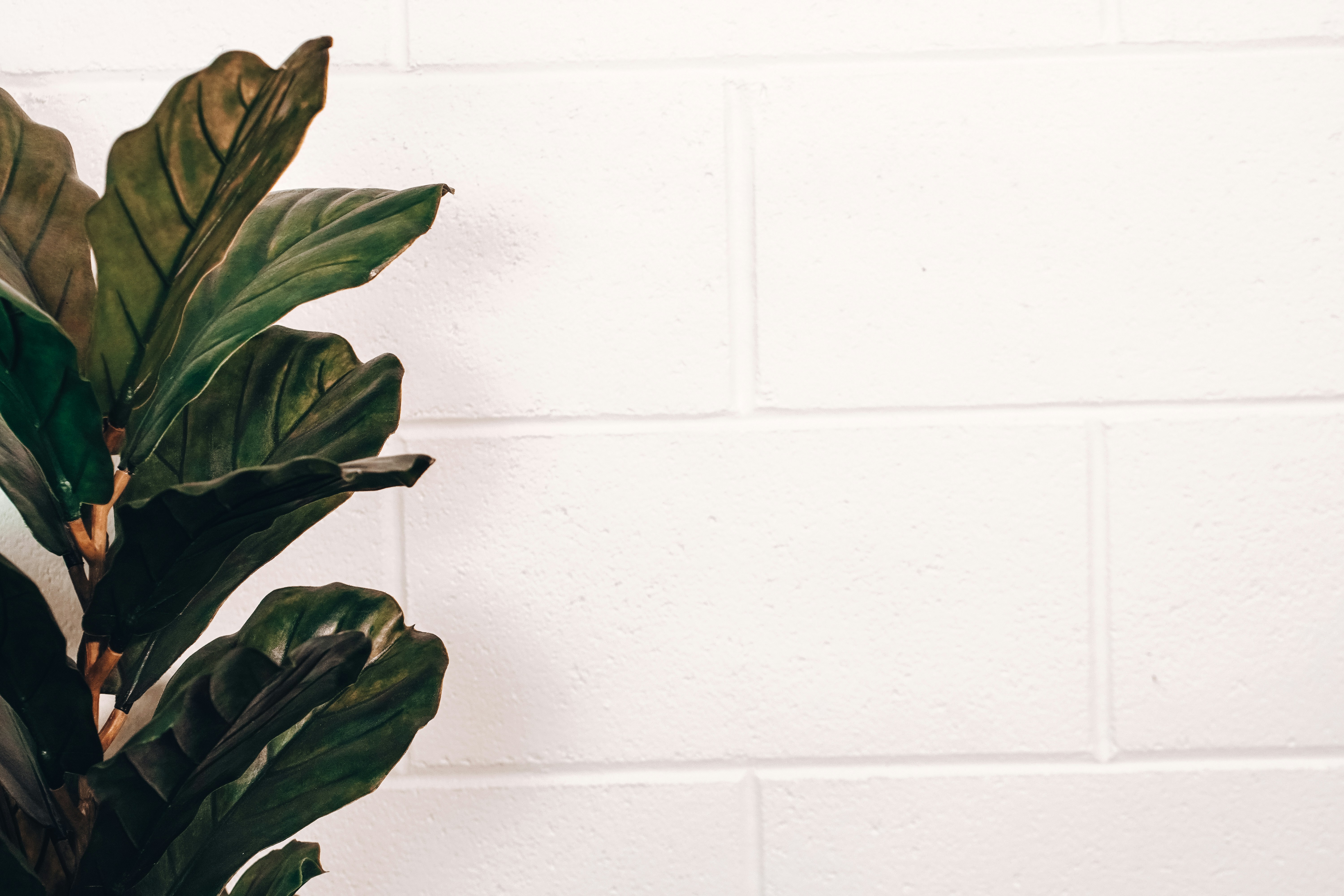 Photo by kolbymilton