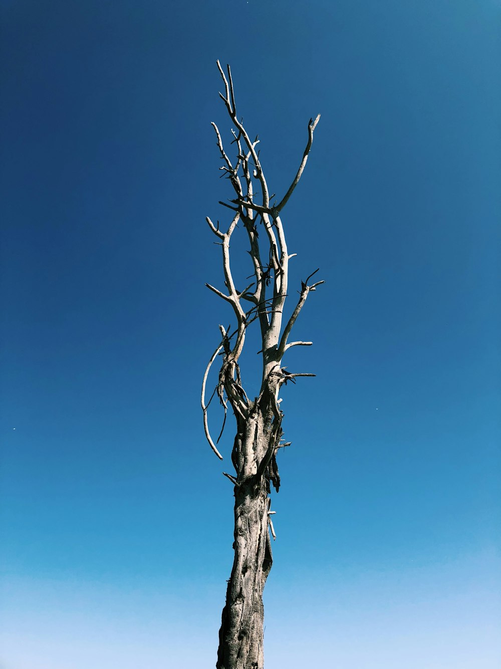leafless tree under blue sky during daytime