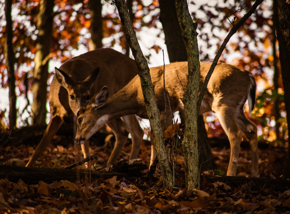 brown deer standing on brown dried leaves during daytime