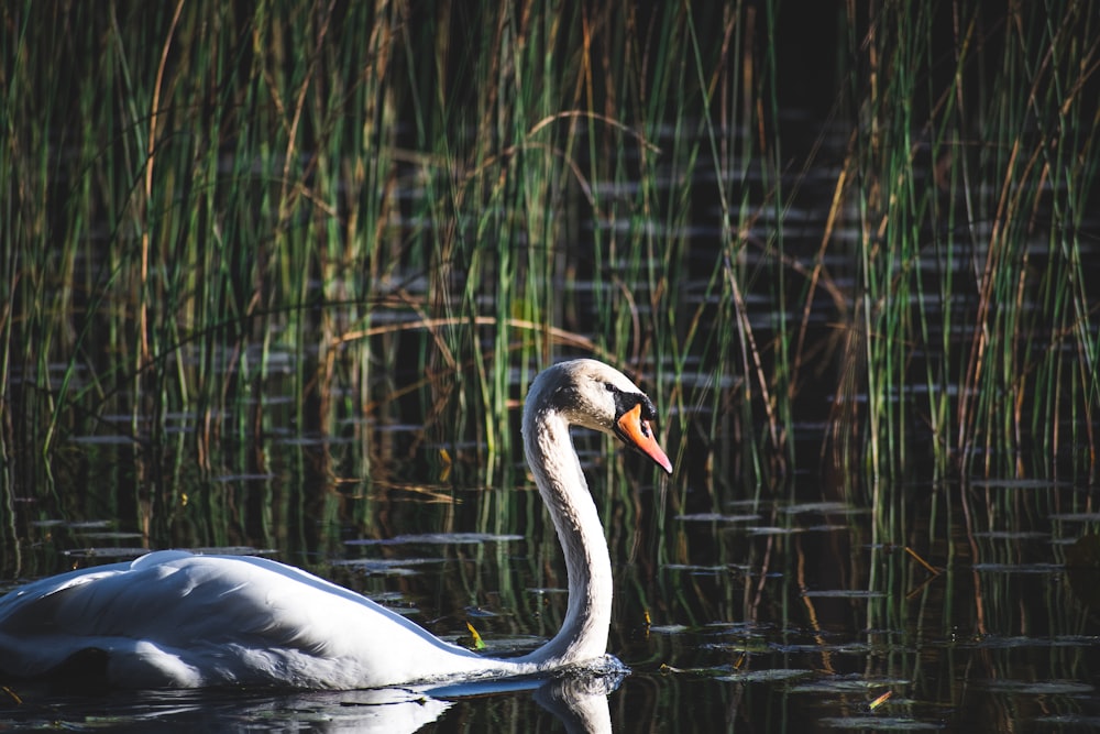 white and black swan on water