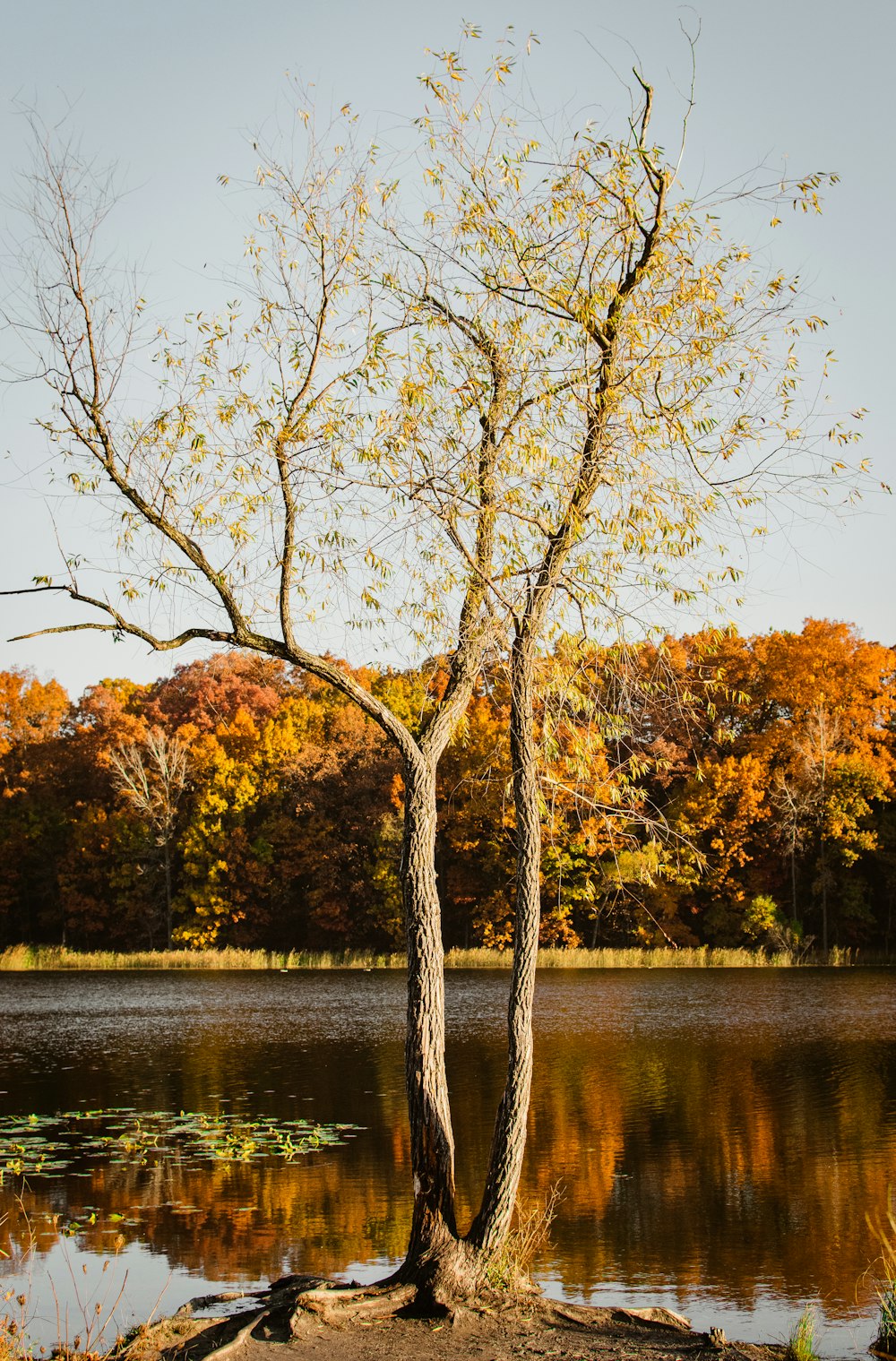 brown trees beside river during daytime