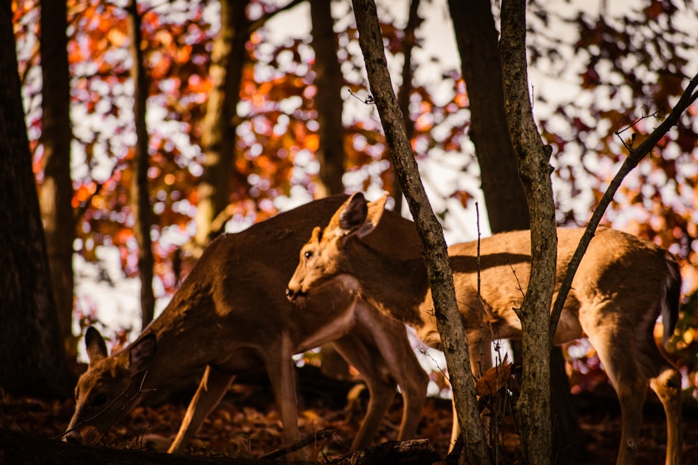 brown deer on brown tree branch during daytime