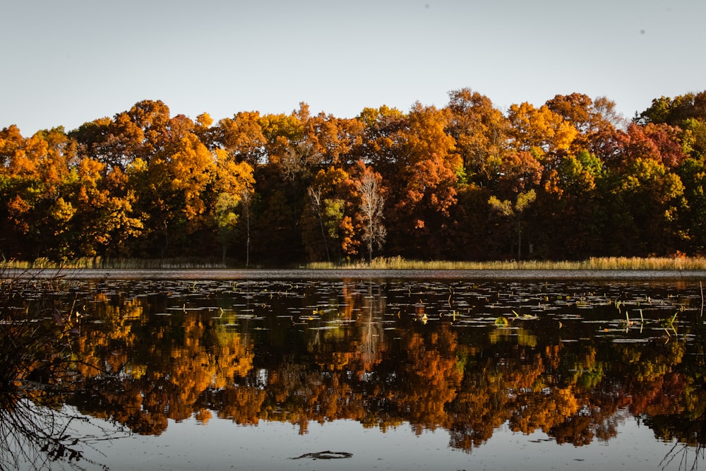 brown trees beside body of water during daytime