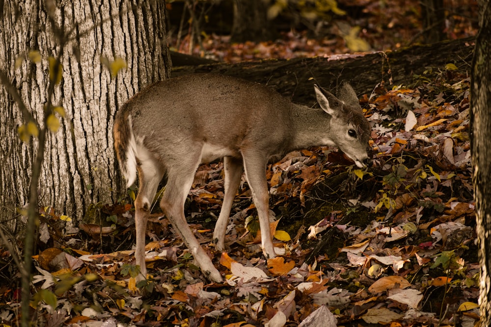 brown deer on brown leaves