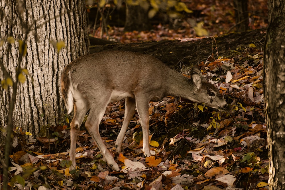 brown deer on brown leaves