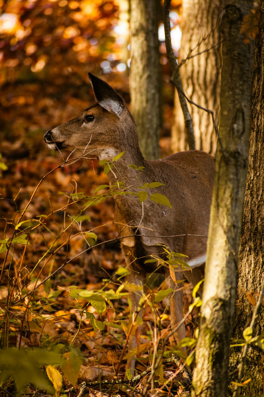 brown deer on brown grass during daytime