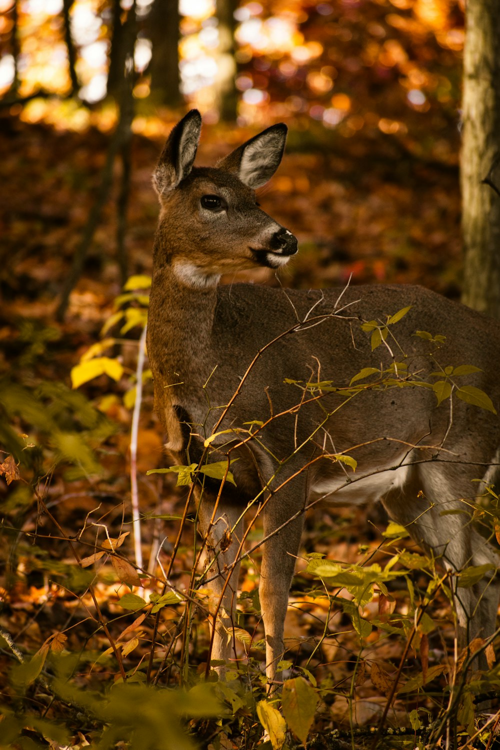 brown deer on brown dried leaves during daytime