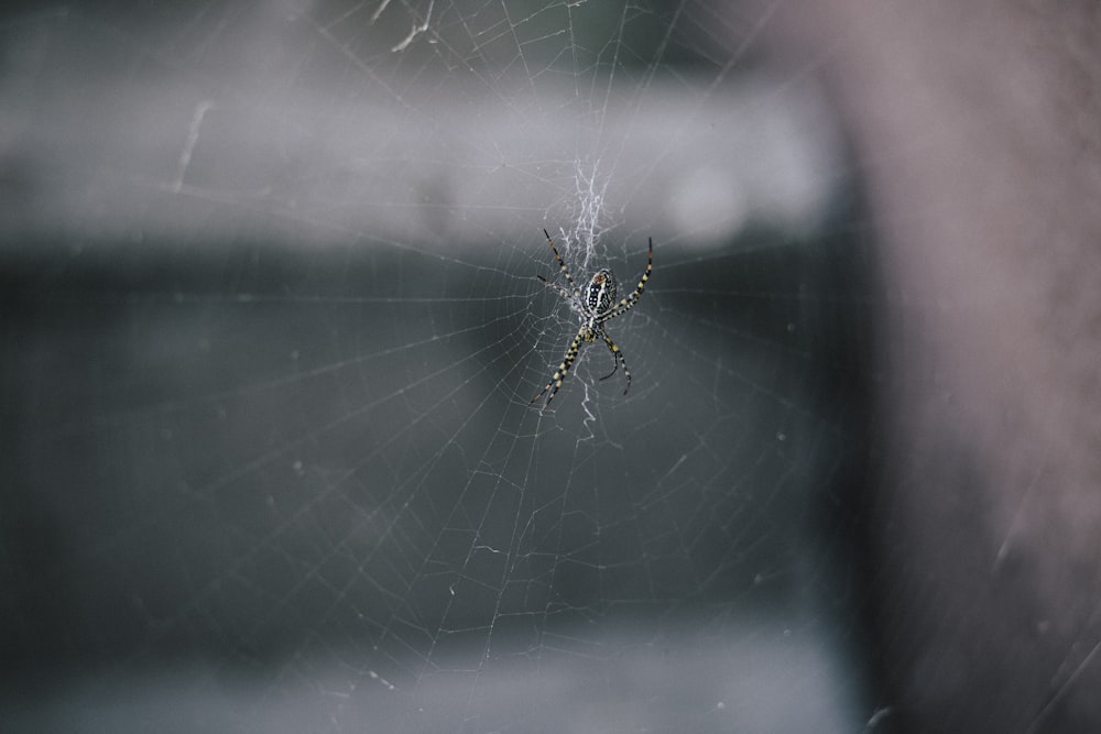 brown spider on spider web during daytime