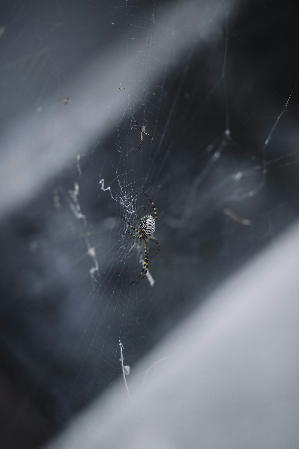 yellow and black spider on web