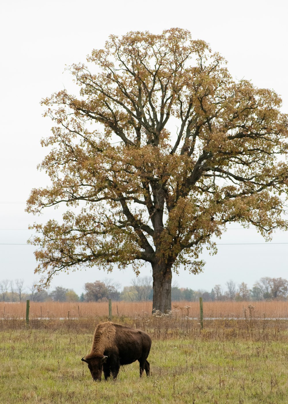 brown leafless tree on green grass field during daytime