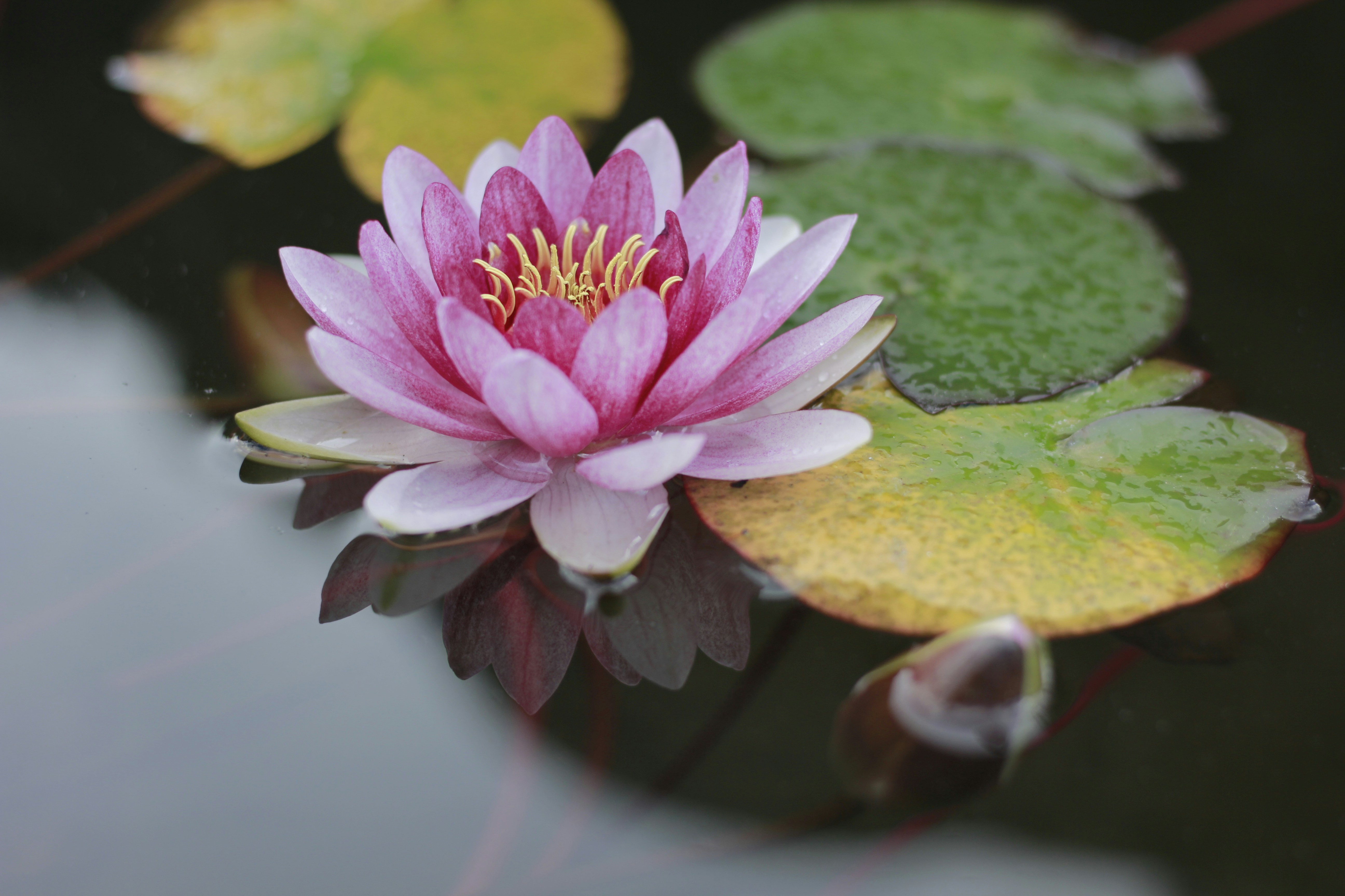 waterlilies