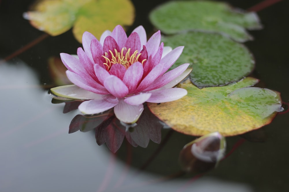flor de loto rosa en agua