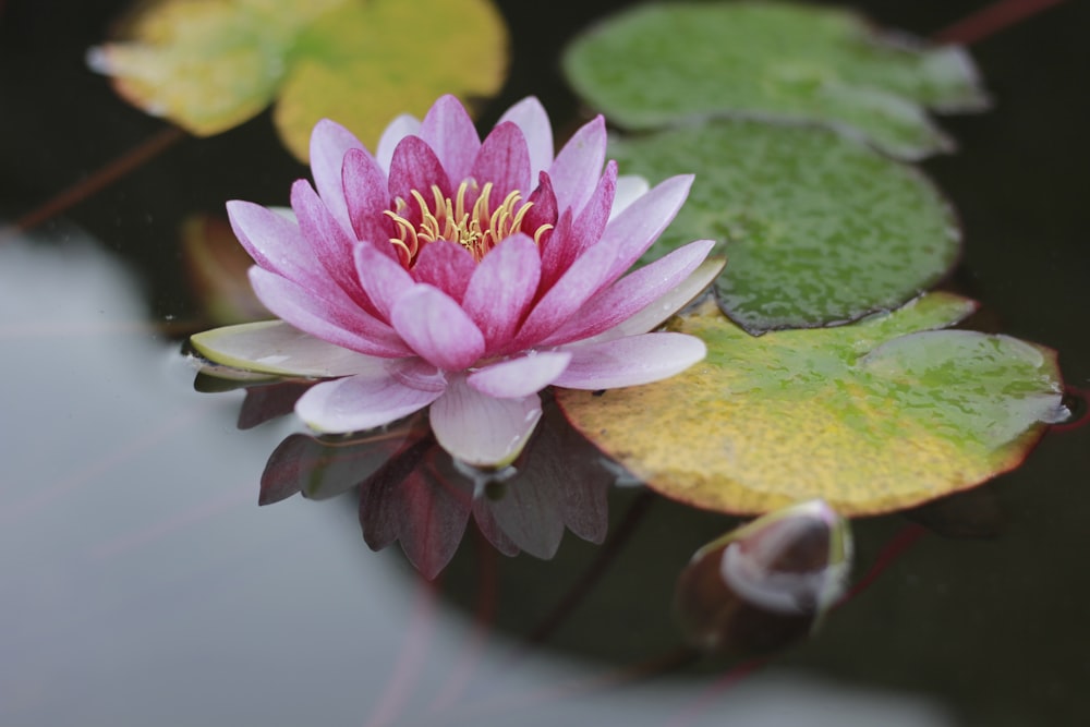 pink lotus flower on water