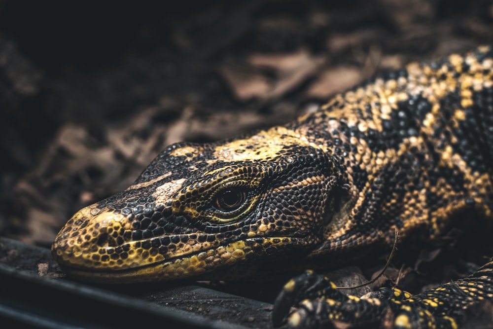 brown and black reptile on black rock