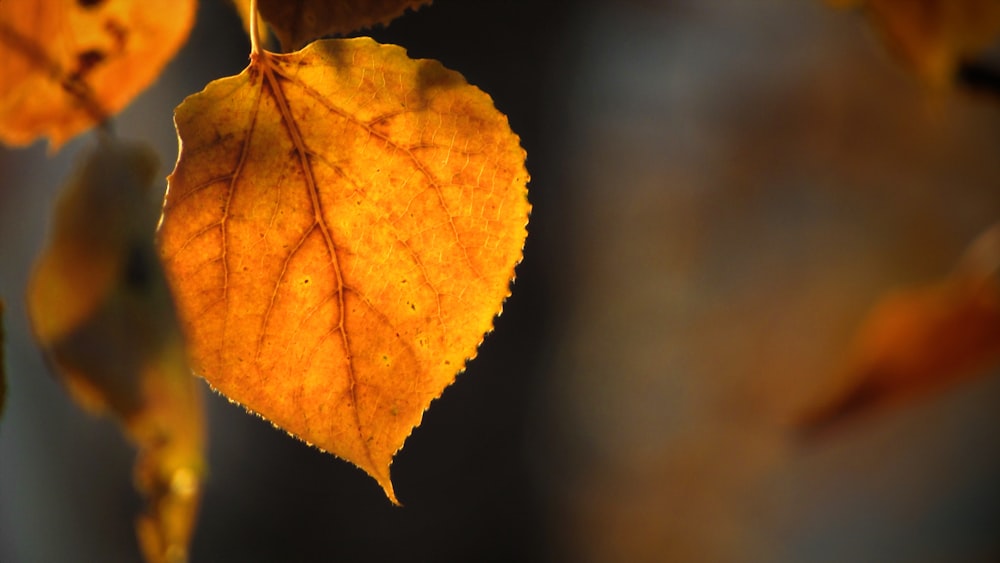 brown and yellow leaf in close up photography