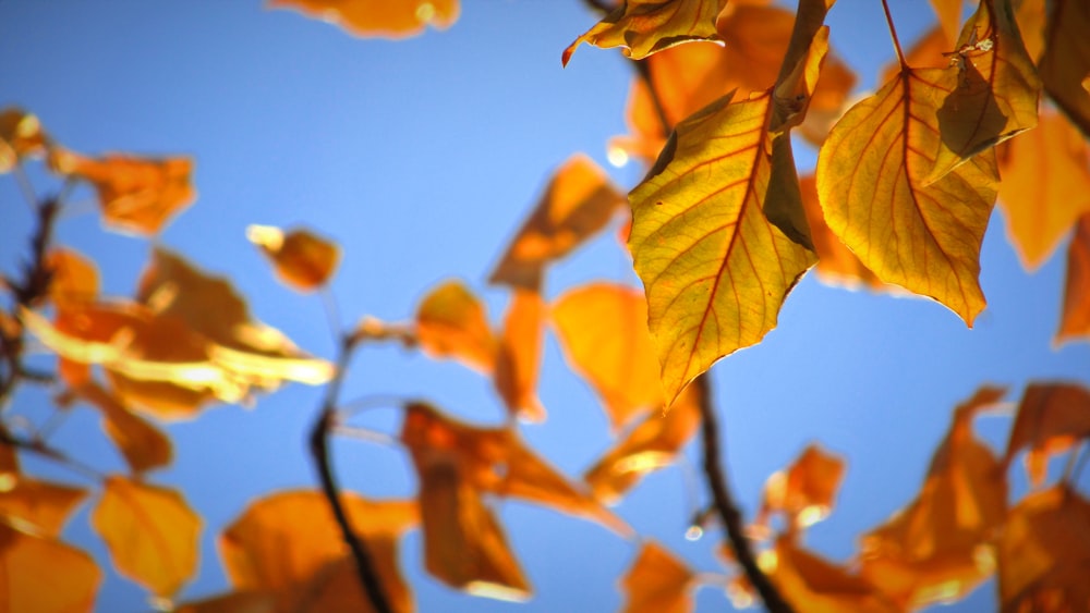 yellow leaves under blue sky during daytime