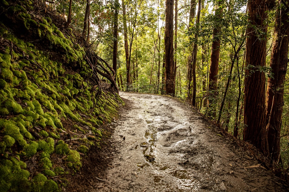 green moss on brown dirt road