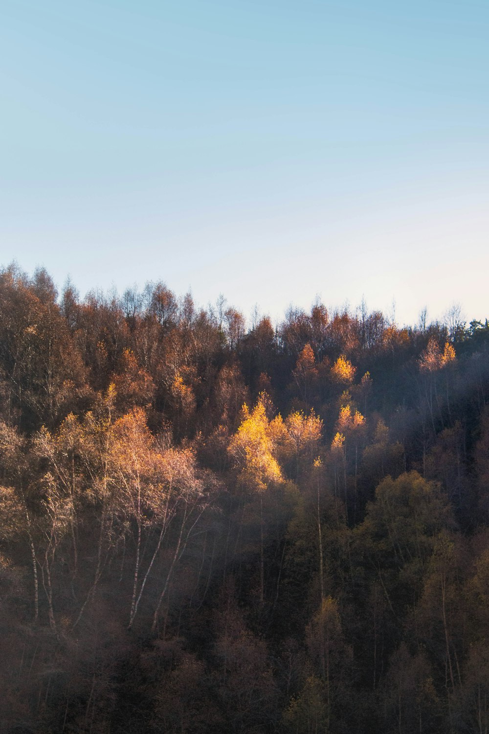 brown and green trees under blue sky during daytime