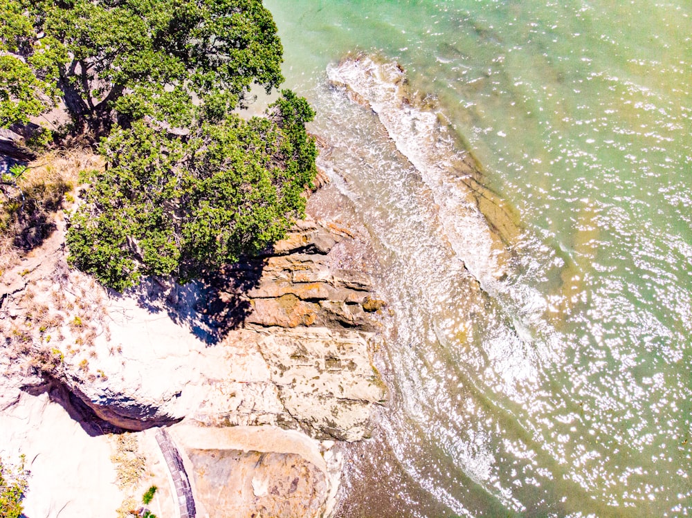 green trees on brown rocky shore during daytime