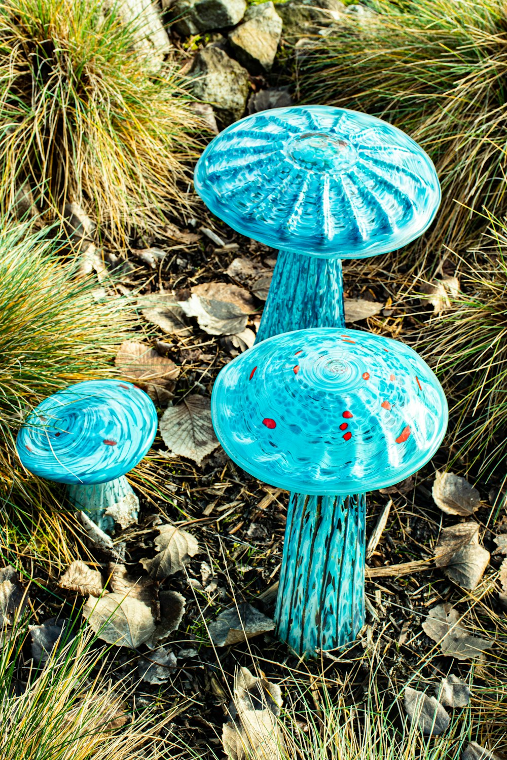 blue and white mushroom on brown dried leaves