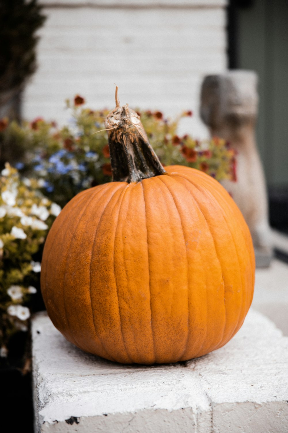 orange pumpkin on black and white surface