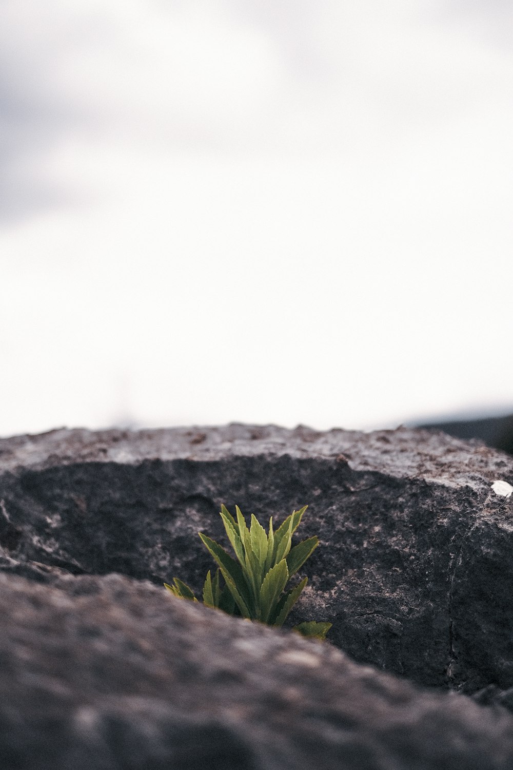 green plant on brown rock