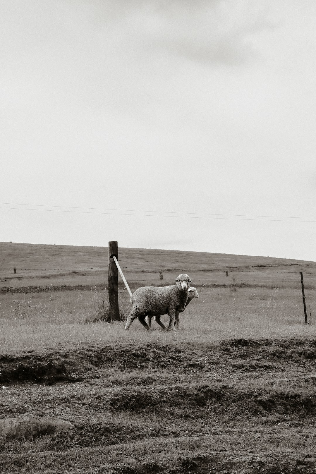 herd of sheep on brown field during daytime