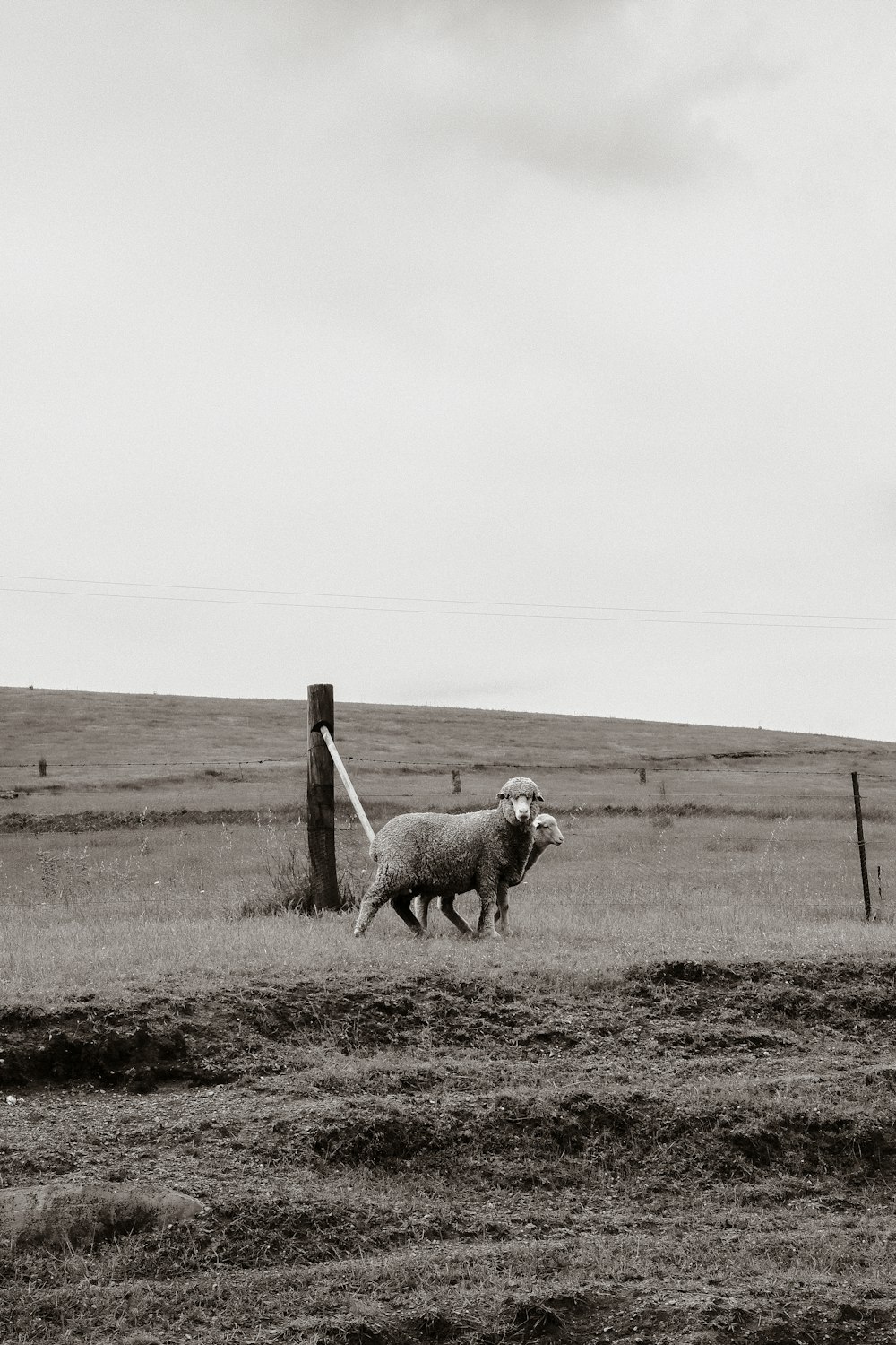 herd of sheep on brown field during daytime