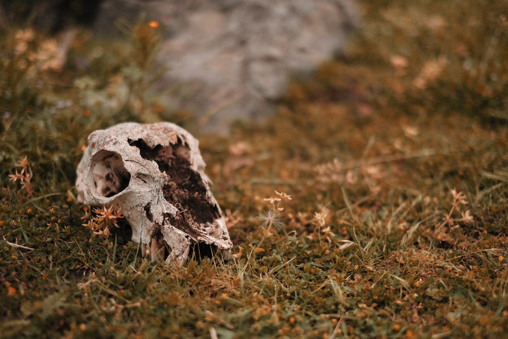 brown and white rock on green grass