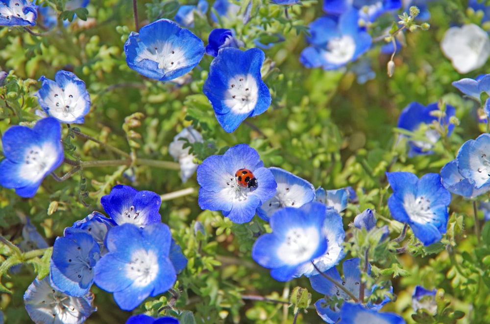 blue flowers with green leaves