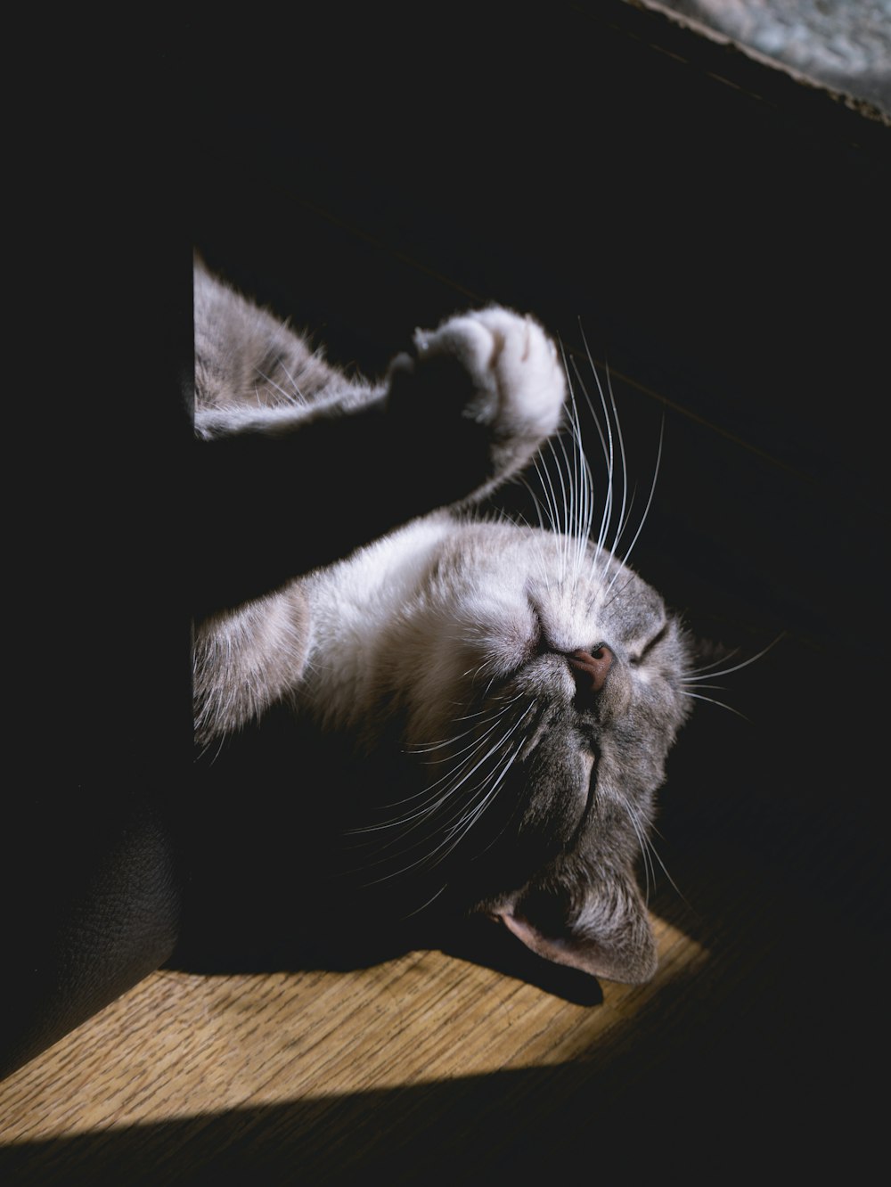 black and white cat lying on brown wooden table