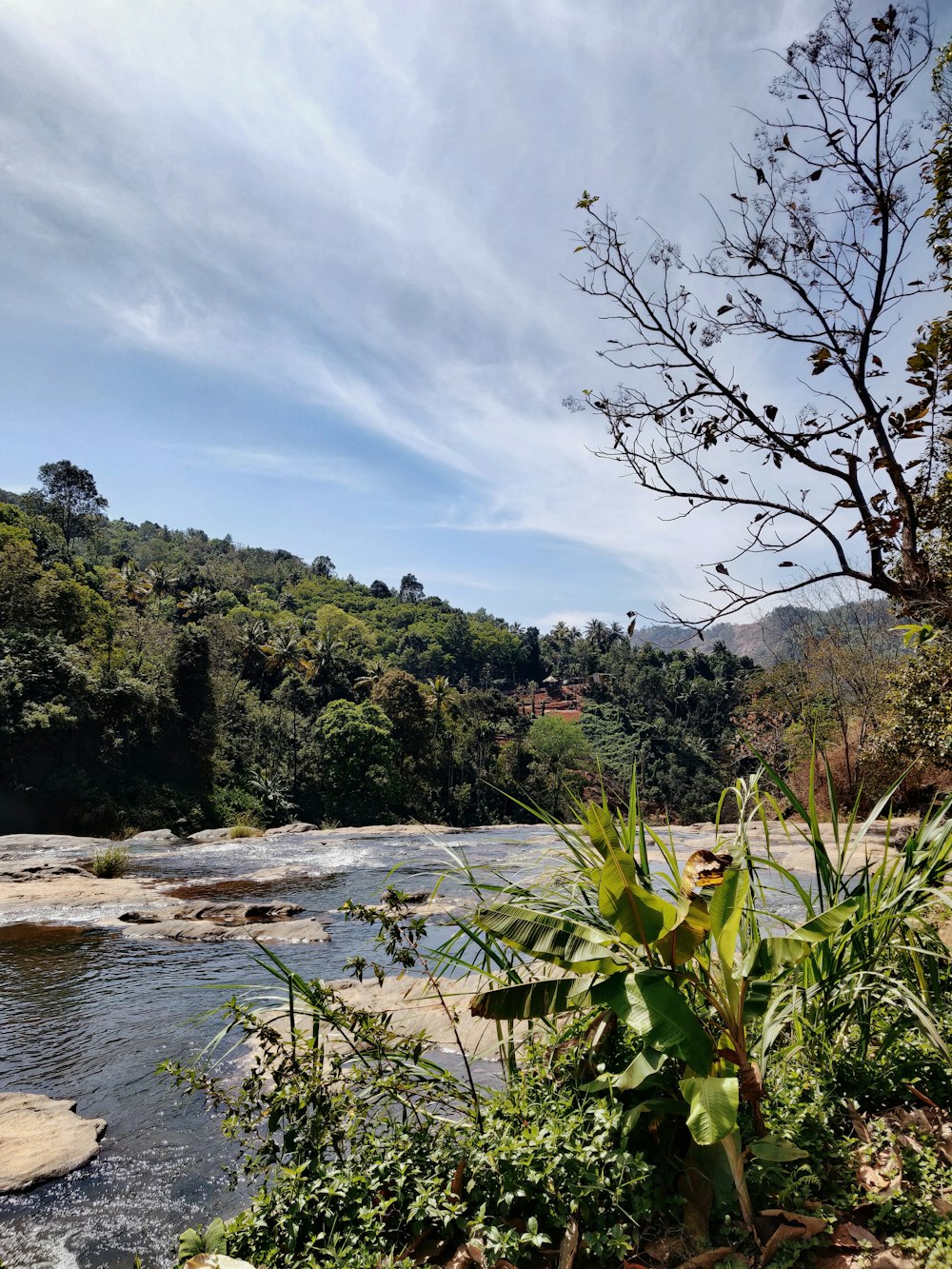 green trees beside river under cloudy sky during daytime