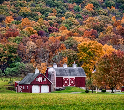 An elegant shot of the farm’s main barn framed by autumn-colored trees.