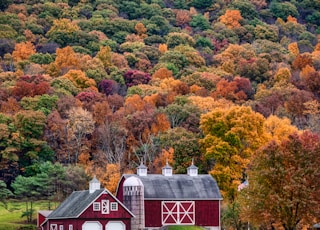 red and white barn surrounded by trees