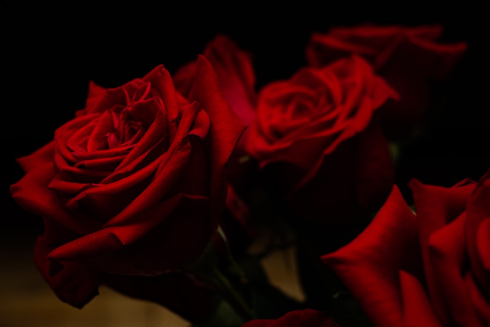 red rose in close up photography