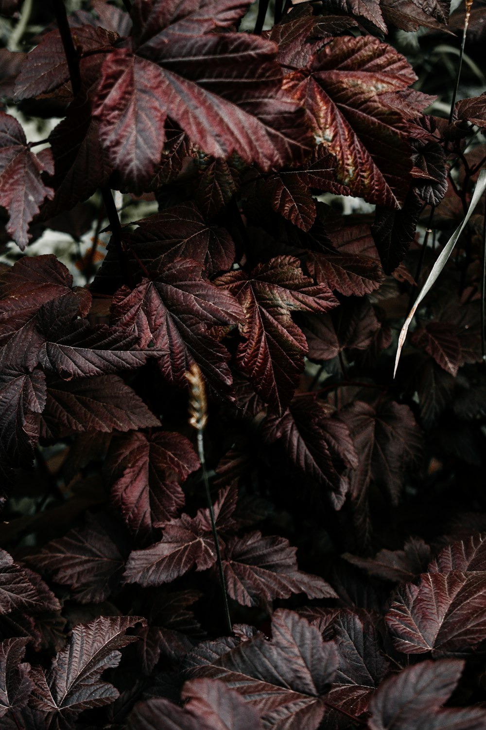 red and black leaves in close up photography