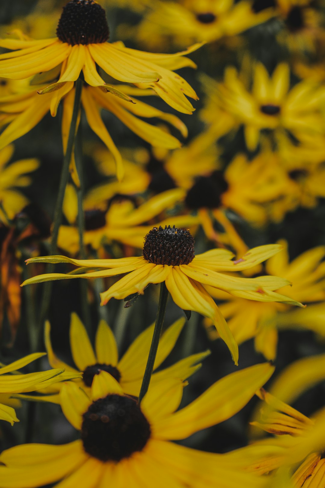 yellow flower in macro lens