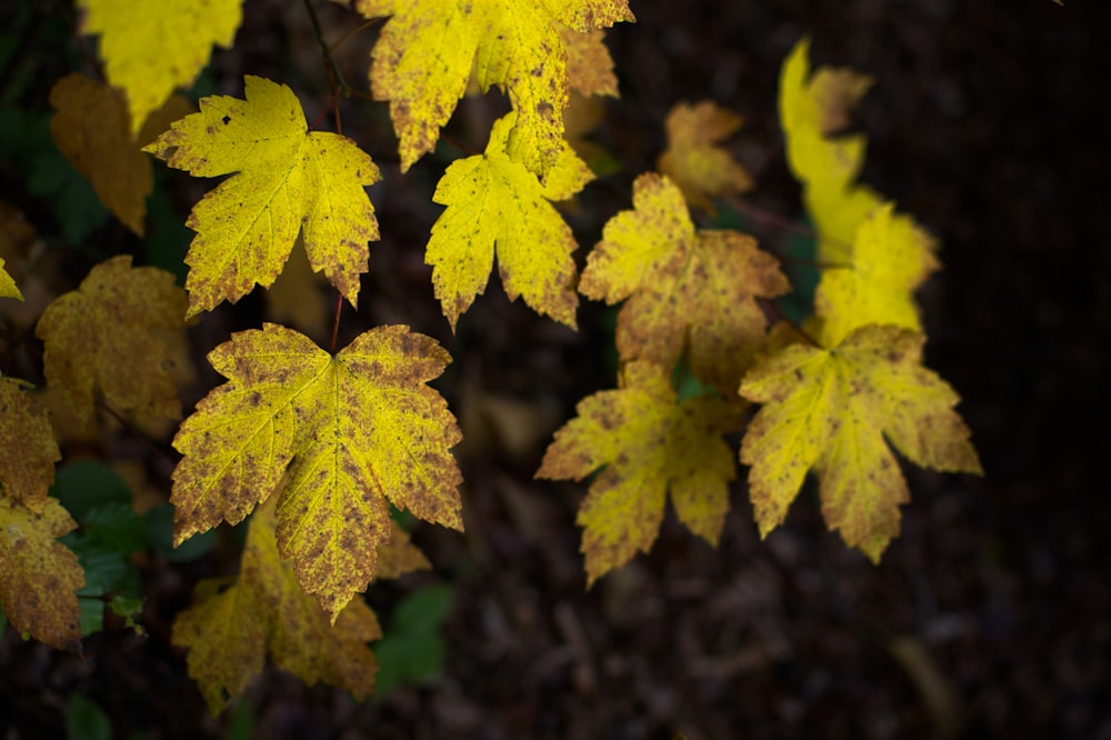 feuilles jaunes dans lentille à décalage inclinable