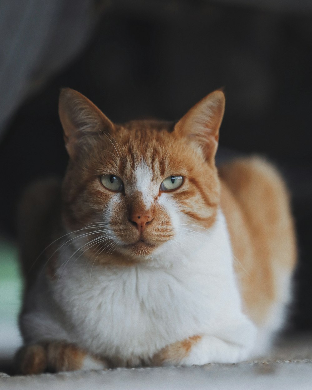 orange and white tabby cat