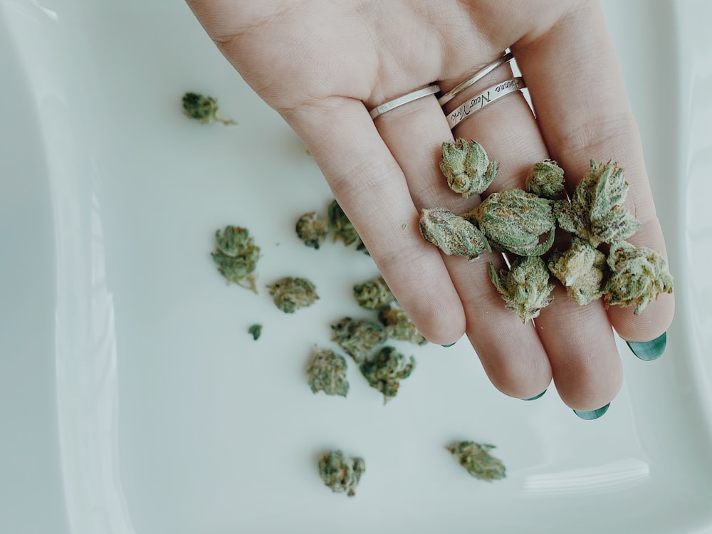 green and brown plant on persons hand