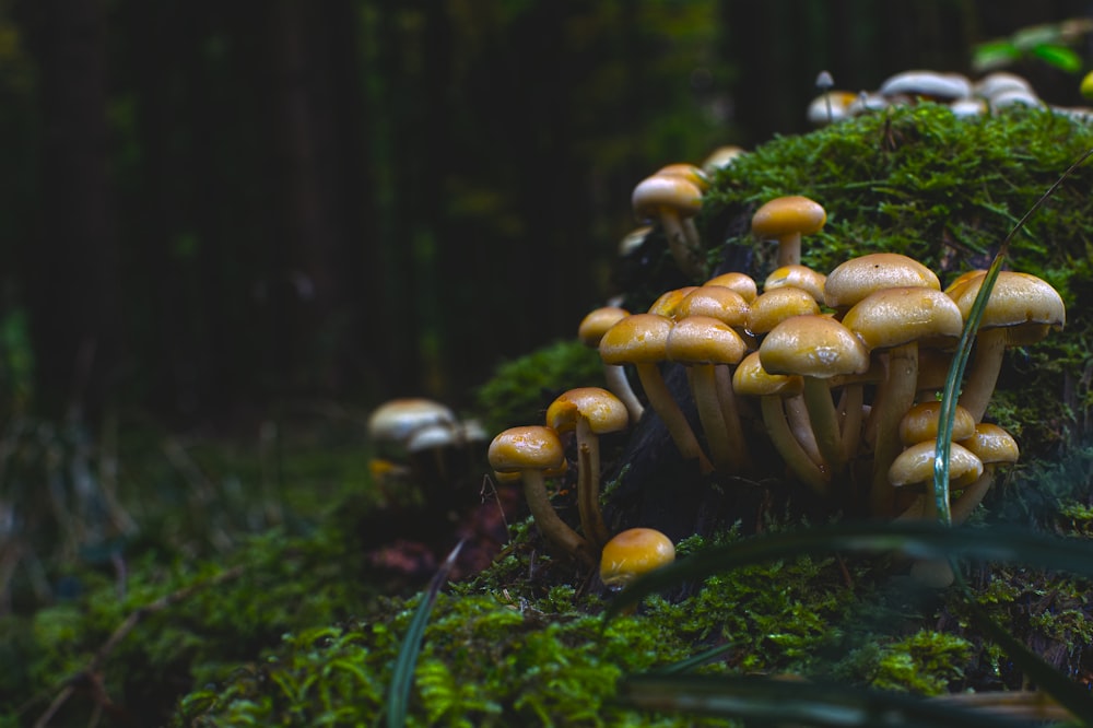 brown mushrooms on green grass