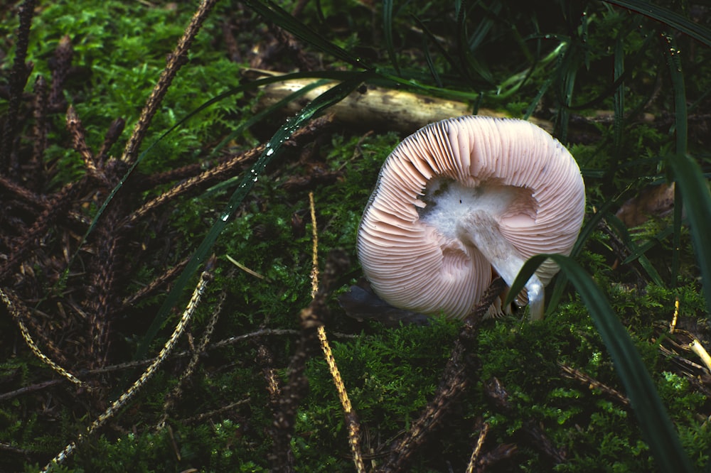 white and brown mushroom on brown soil