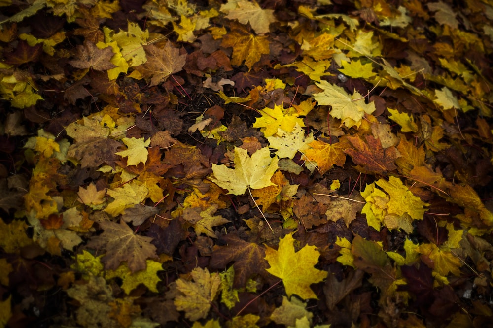 yellow and brown maple leaves