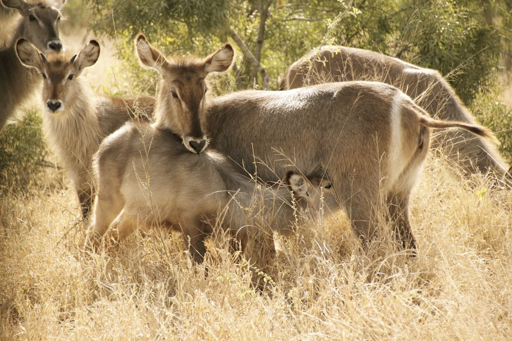 brown deer on brown grass field during daytime