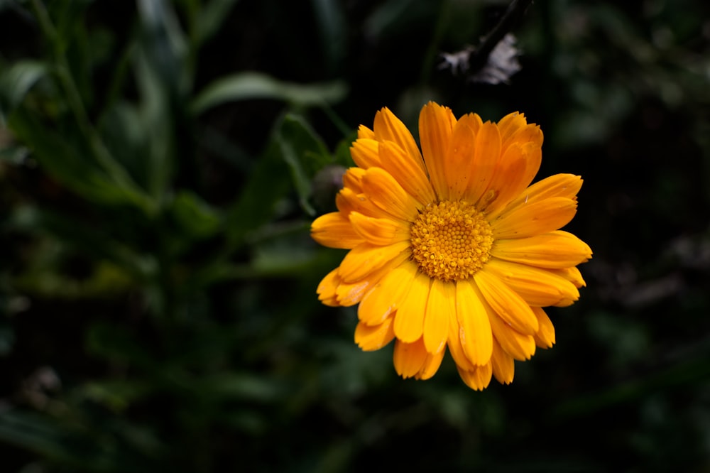 yellow flower in tilt shift lens