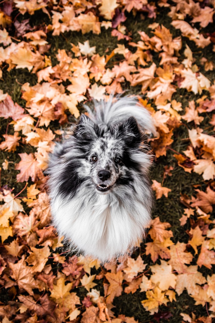 7 Fall Excursions to Bring Your Dog On