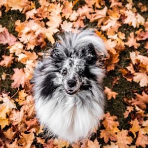 white and black long coated small sized dog on brown leaves