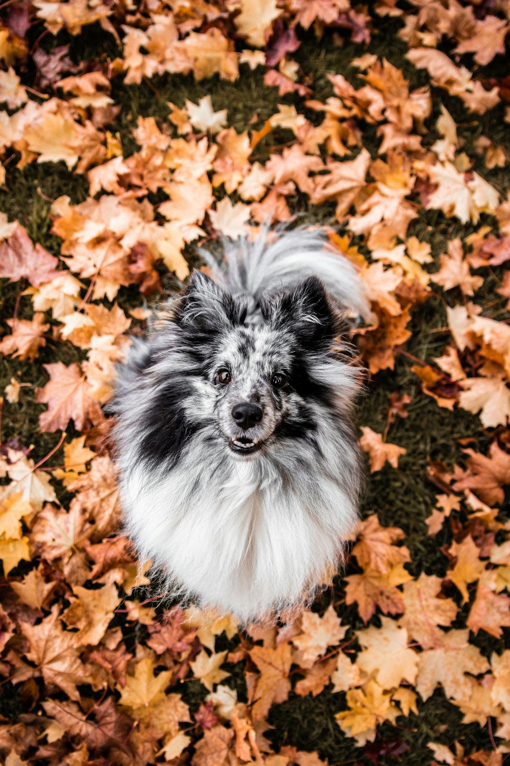 white and black long coated small sized dog on brown leaves