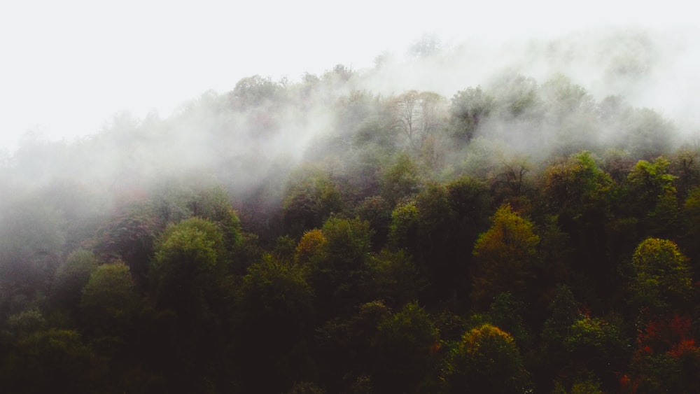 green trees under white clouds